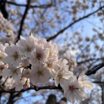 中央公園の桜