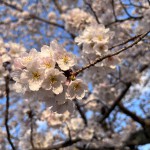 中央公園の桜2